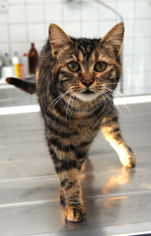 Minik Kedi, Sosyal Medya Sayesinde Hayata Döndü Son Dakika