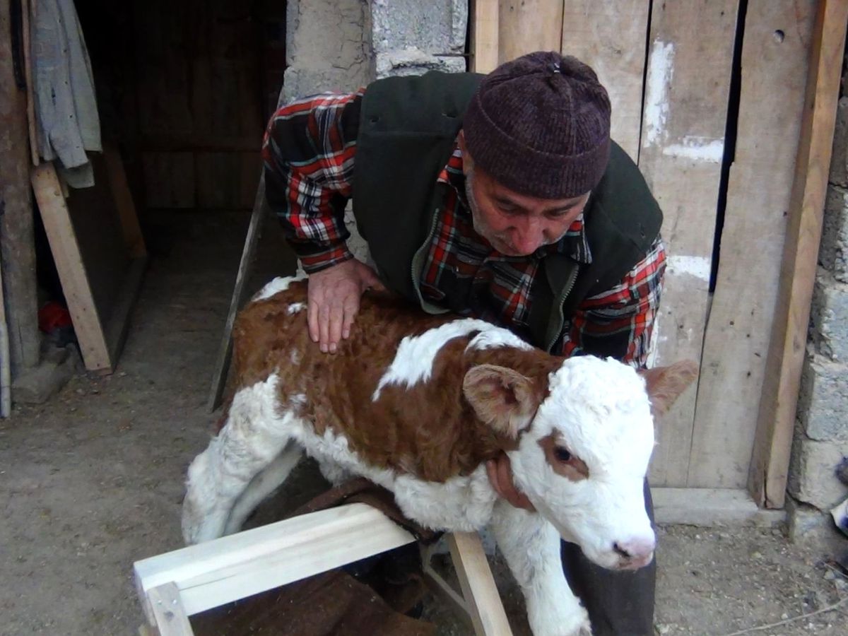 Yozgat\'ta 3 Ayaklı Buzağı Doğdu
