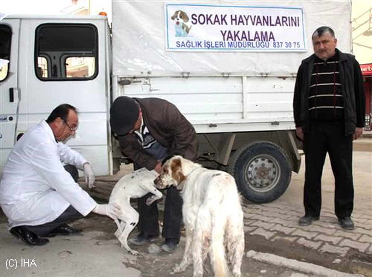 Çubuk\'ta Av Köpekleri Aşılandı