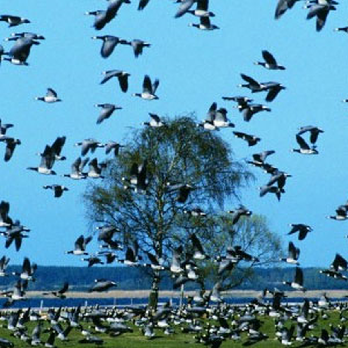 Mudanya\'da Kuşlar Zeytinliğe Kabus Gibi İndi
