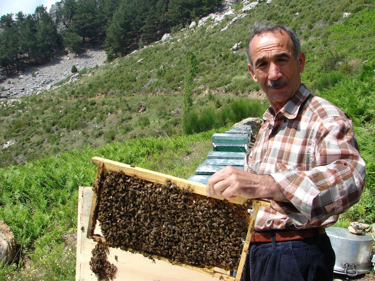 Sinop\'ta Bal Üreticilerine Kovan Başı Desteklemeleri Sona Erdi