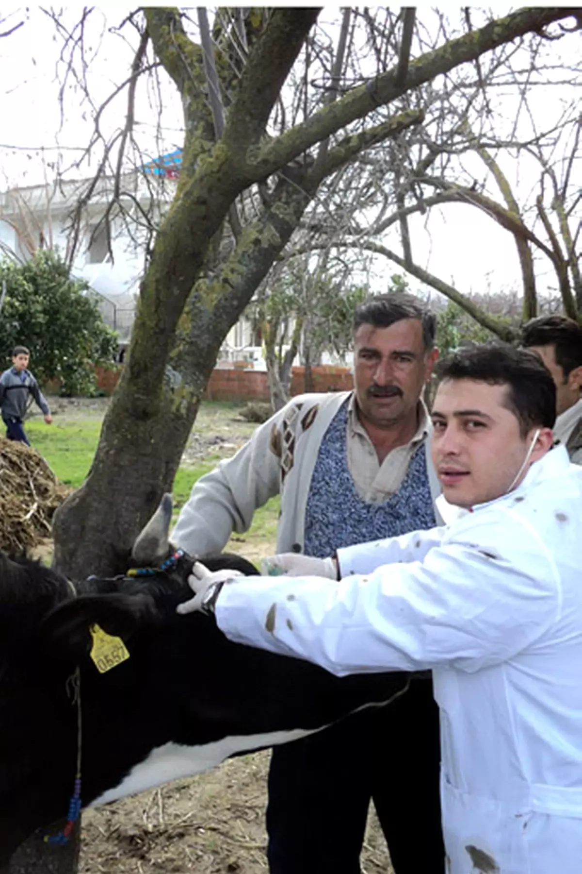 Aydın\'da Brucella ile Mücadele Devam Ediyor