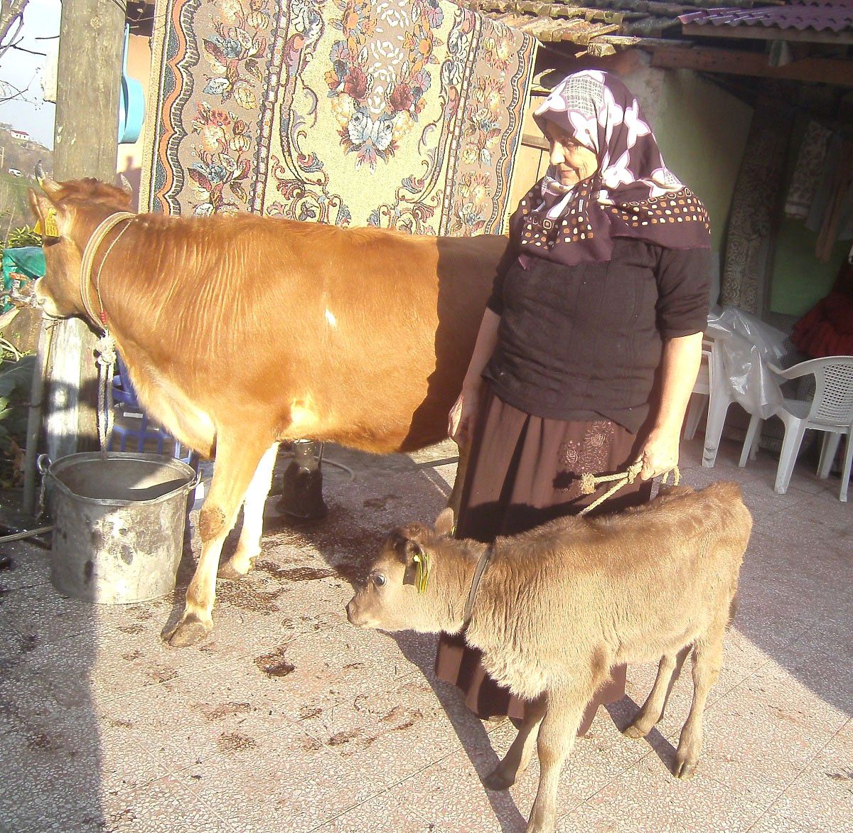 İneğini Satarak Hes\'lere Karşı Açtığı Davayı Kazandı