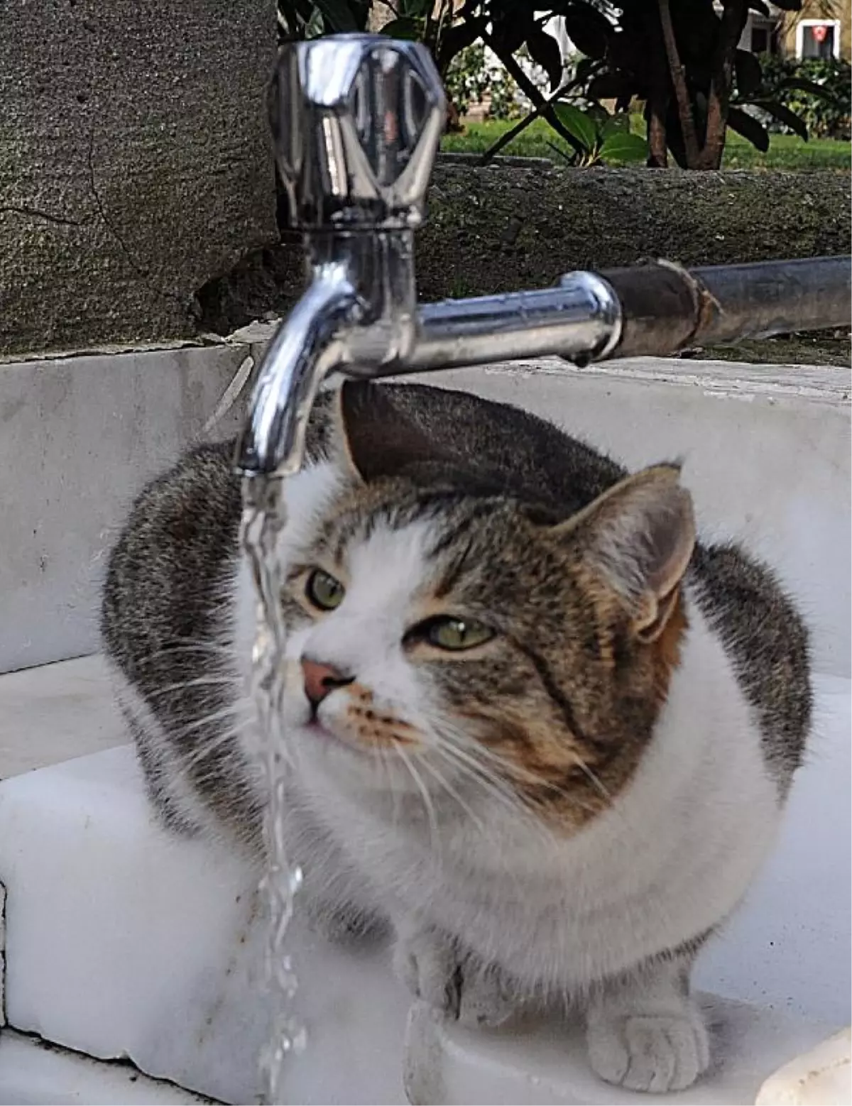 Kedi Su İhtiyacını Çeşmeden Giderdi