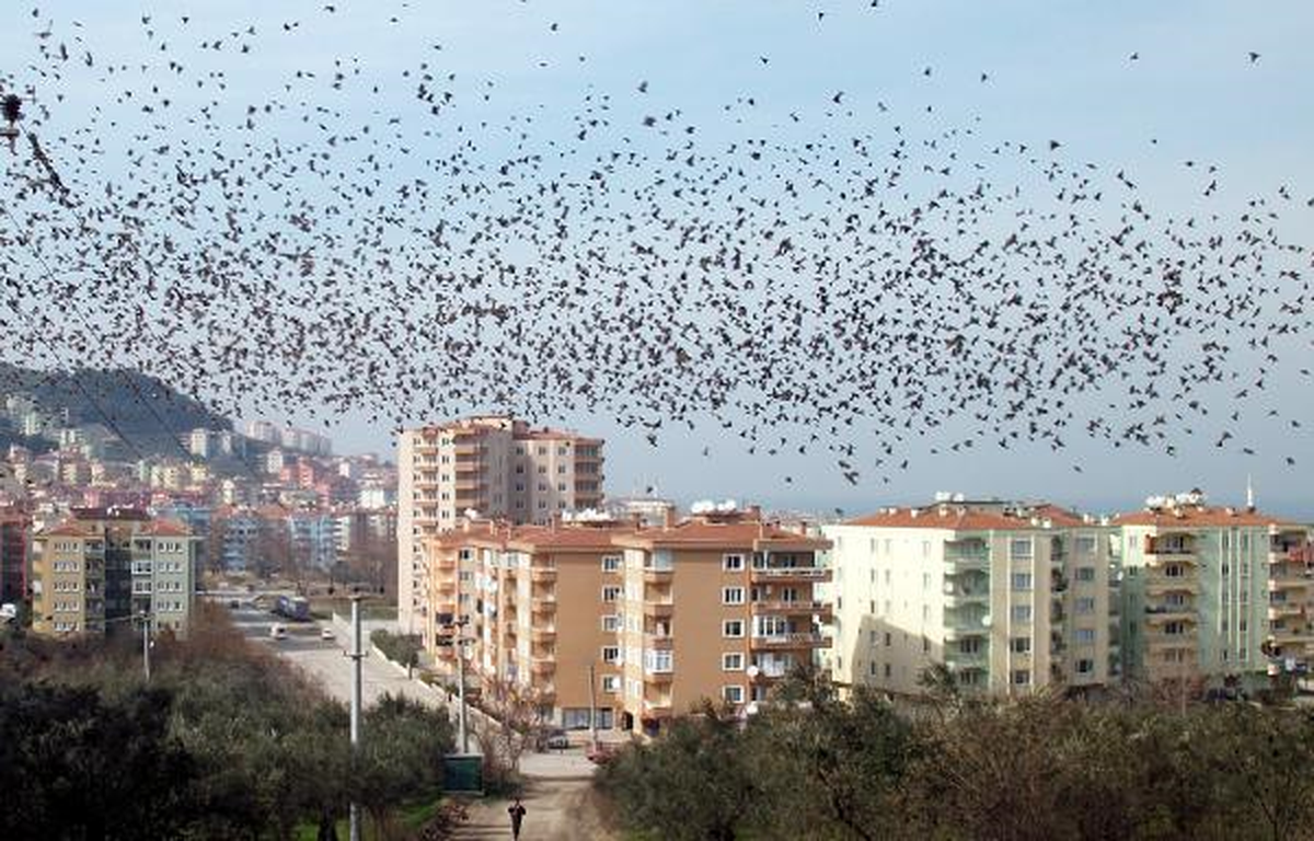 Sığırcıklar Mudanya\'yı, Kargalar Bandırmayı İstila Etti
