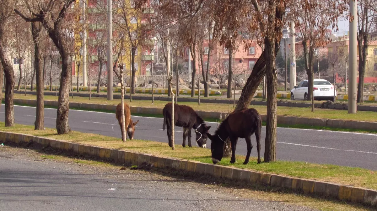 Başıboş Gezen Eşekler Tehlikeye Davetiye Çıkarıyor