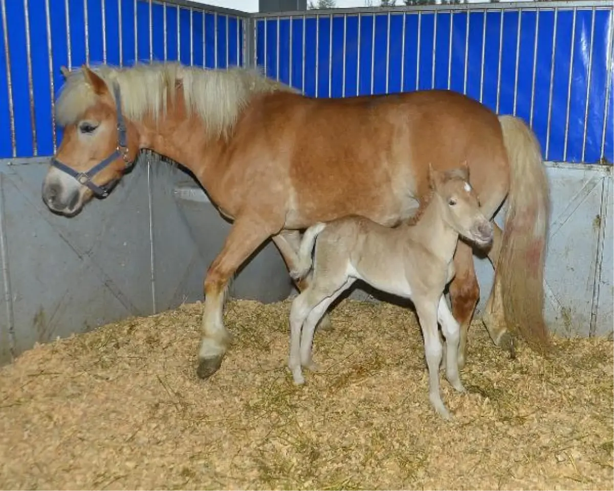 İthal Atlar Yavruladı