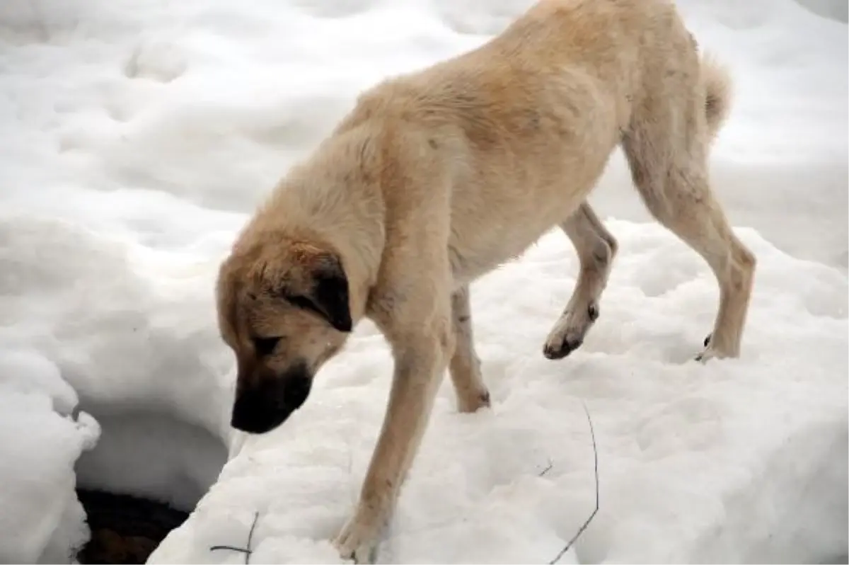 Başı Tenekede Sıkışan Köpeğinin Zor Anları