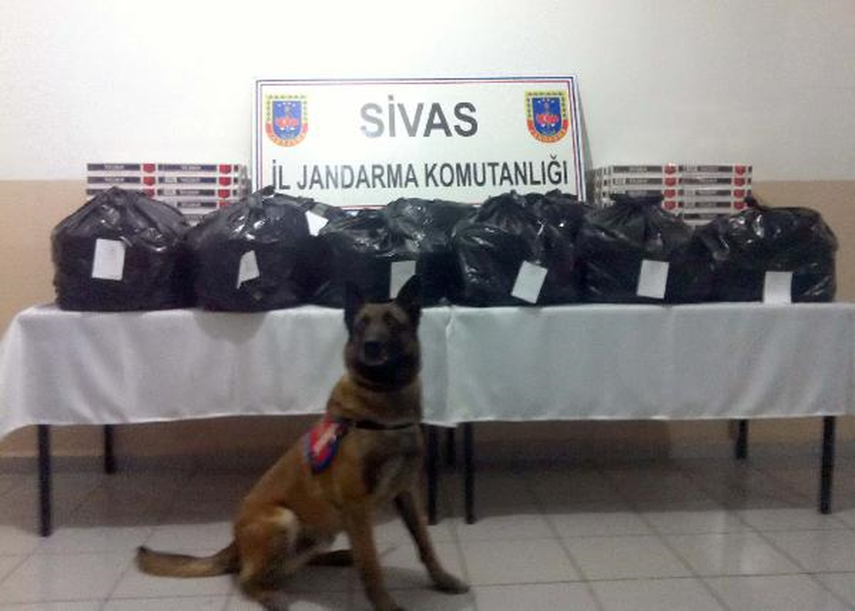 Gürün\'de 51 Kilo Esrar Ele Geçirildi