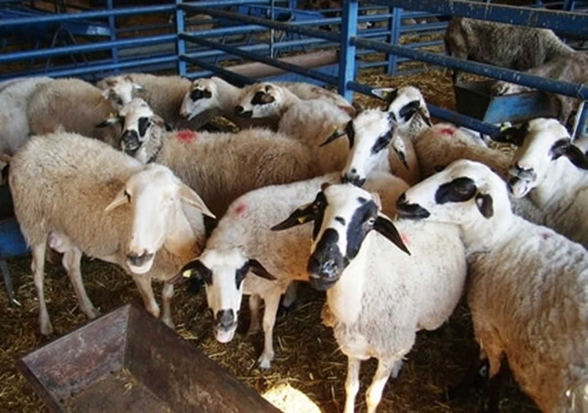 Silivri\'de Koyun Hırsızlığı