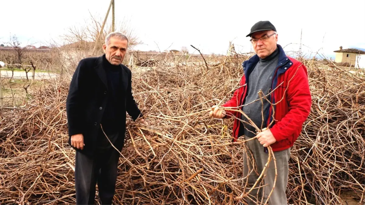 Bağ Çubuklarından Bio Kütle Enerji Elde Edilecek