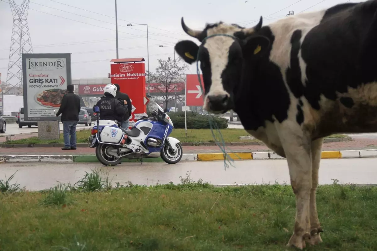 Karayoluna İnek Düştü