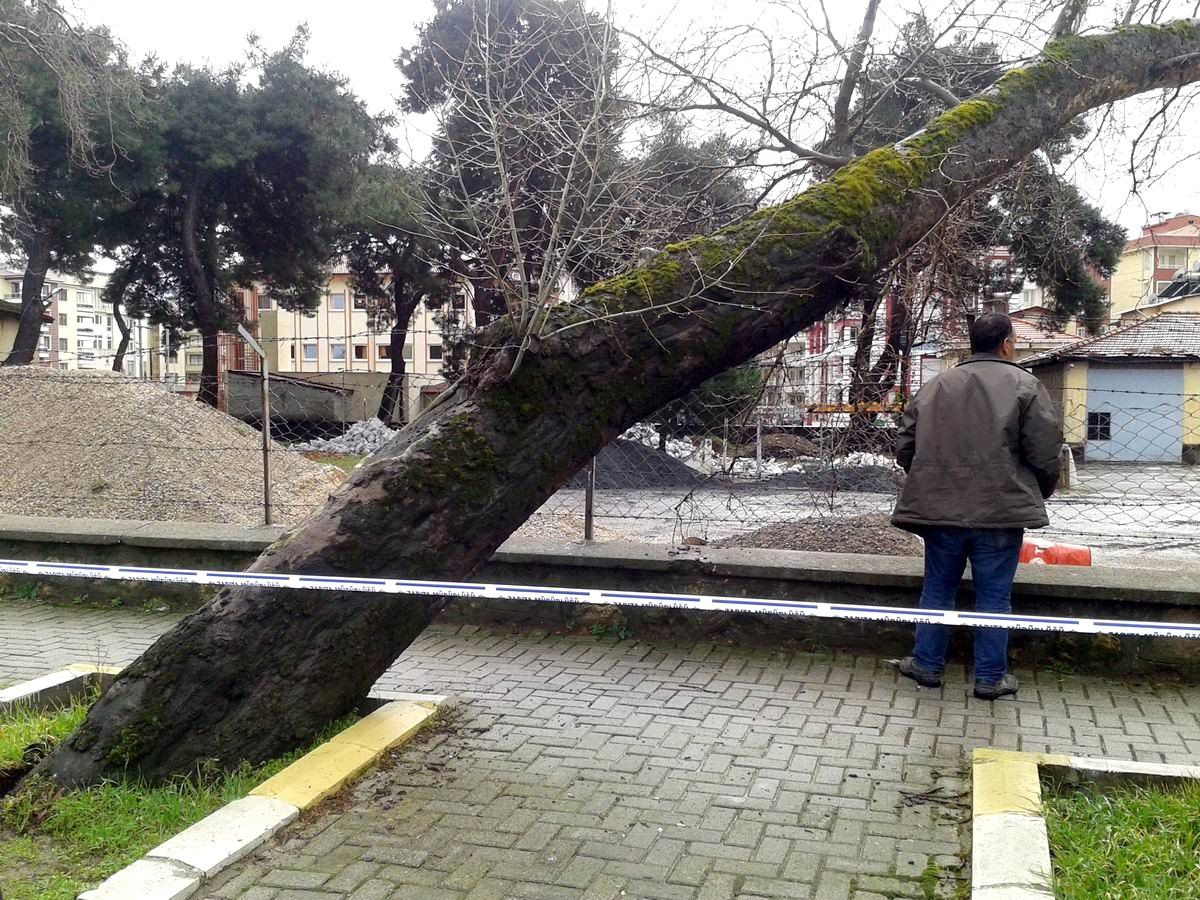 50 Yıllık Çınar Ağacı Zamana Dayanamadı