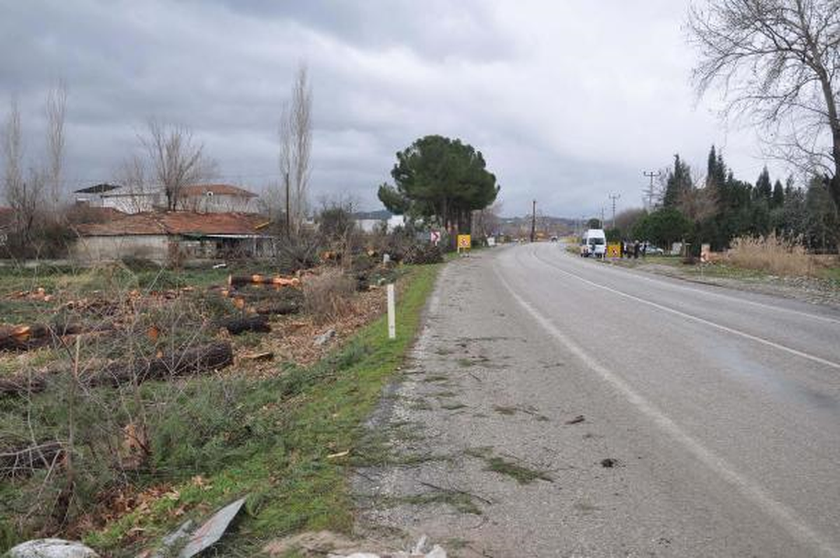 Ağaçlar Yol Kurbanı