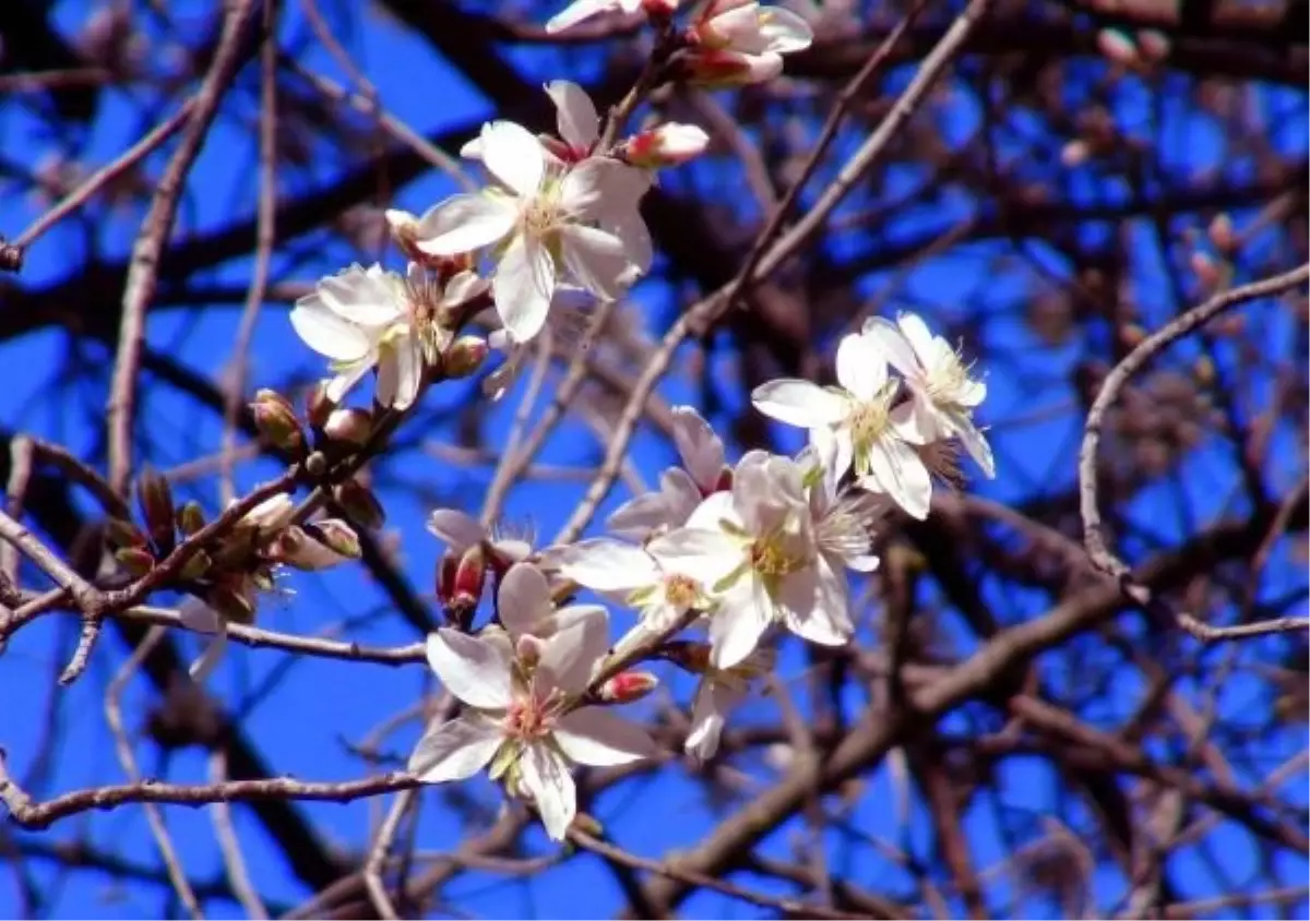 Antalya\'ya Bahar Erken Geldi