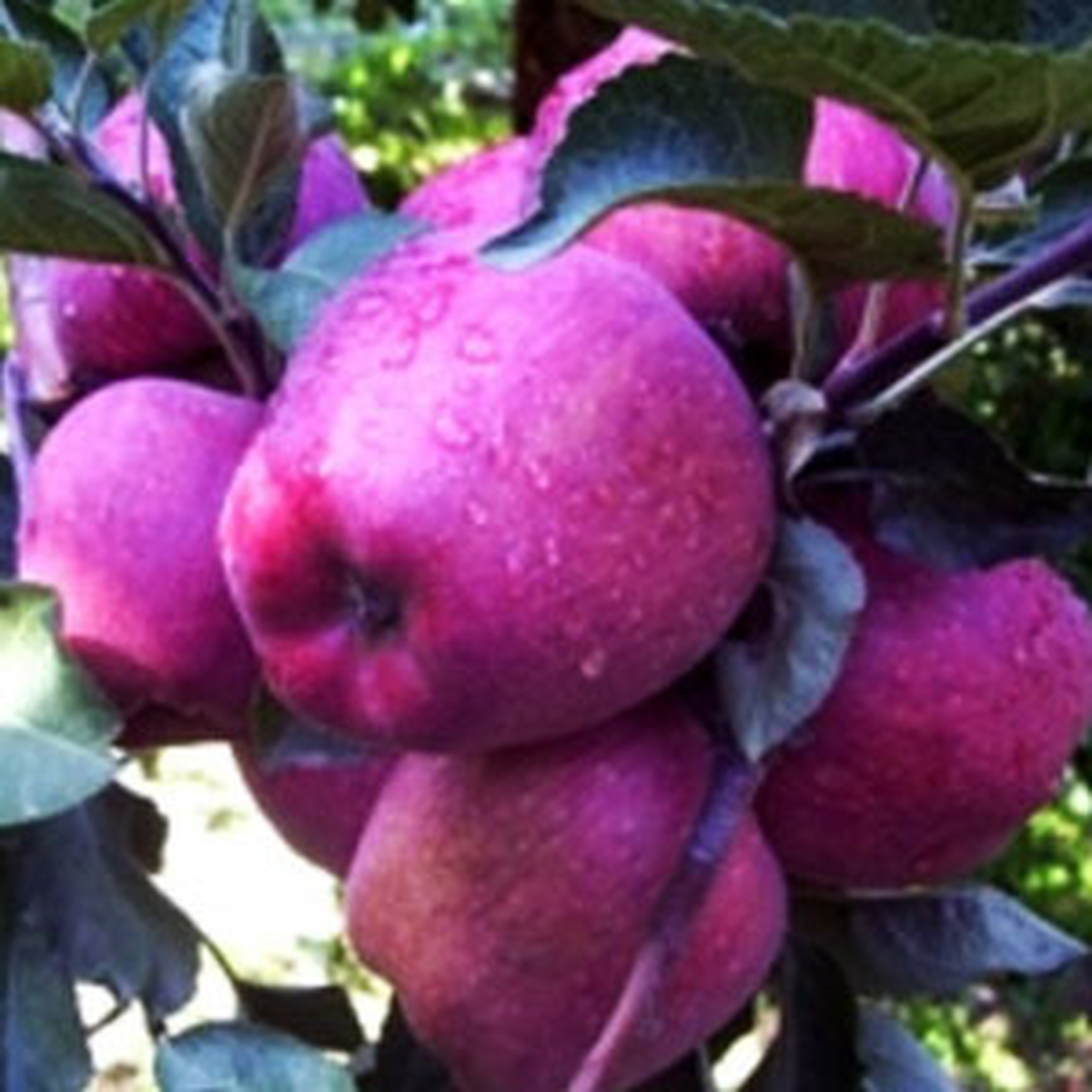 En Güzel Elma Van'dan Çıktı