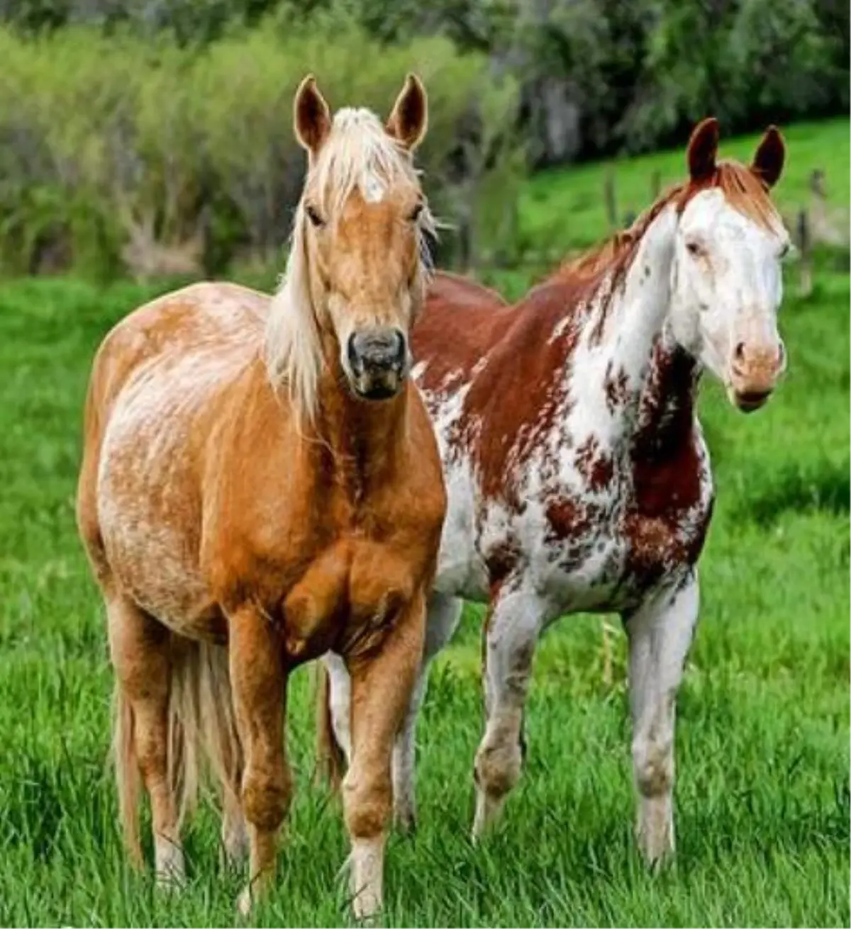 İsveç'te Her Yıl Binlerce At Kayboluyor
