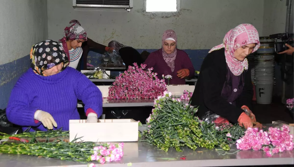 Sevgililer Günü, Türkiye\'yi Gül İhracatçısı Yaptı