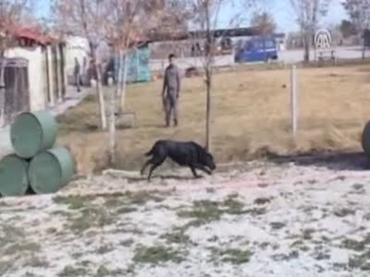 Az Bir Koku Bile Onlar İçin Yeterli