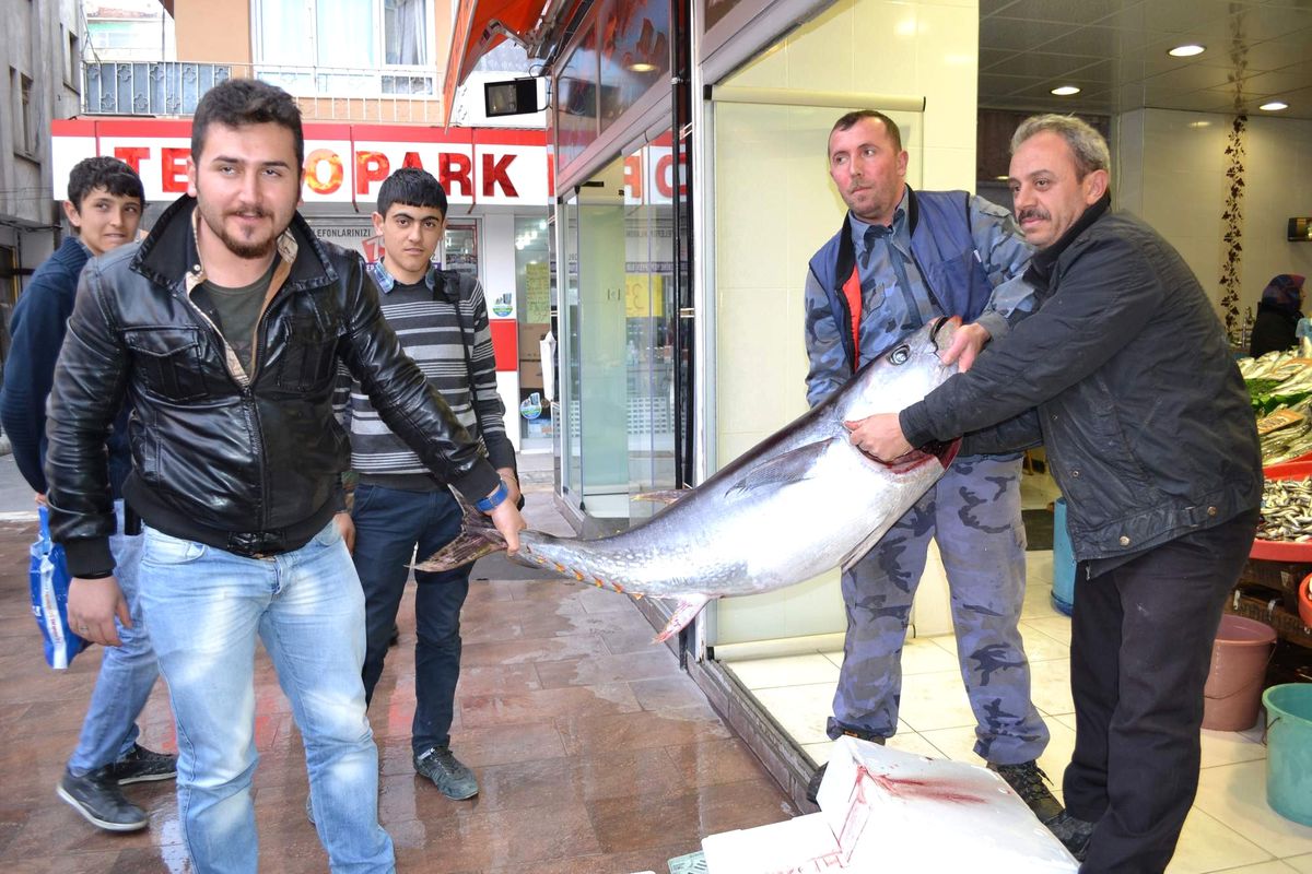 Dev Orkinos Balığı Görenleri Şaşırtıyor