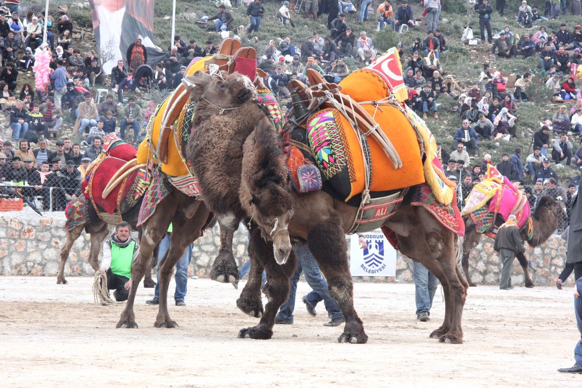 Develer Bodrum Arenasına Çıkıyor