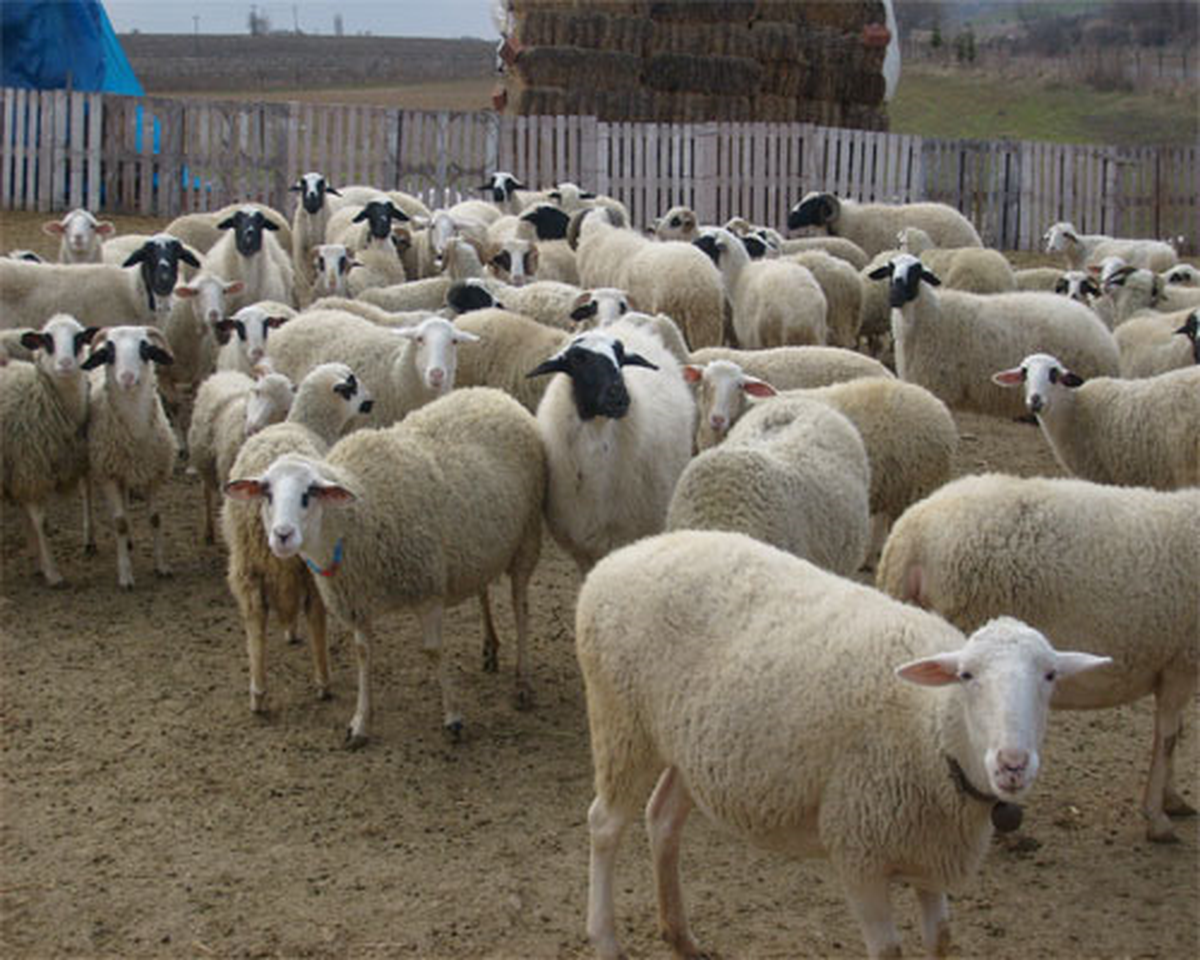 Fransa\'dan Kırıkkale\'ye Koyun İthalatı