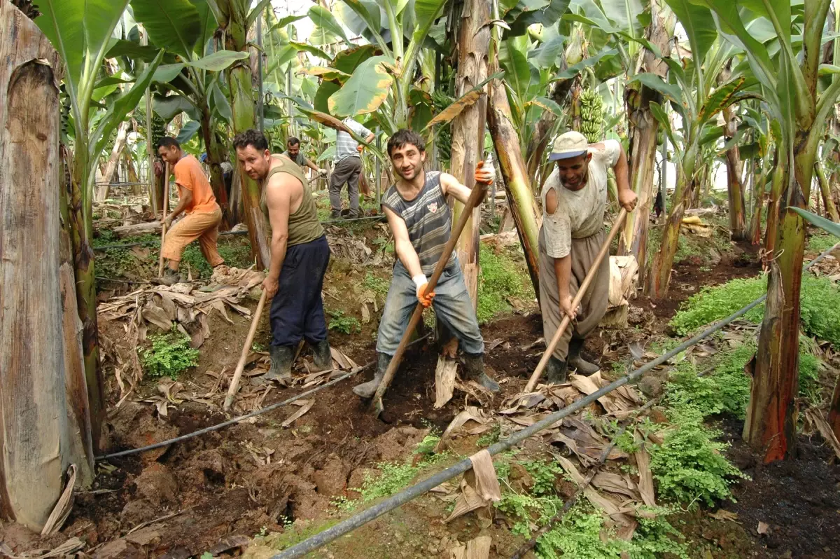 Muz Seralarında Bakım Çalışmaları Başladı