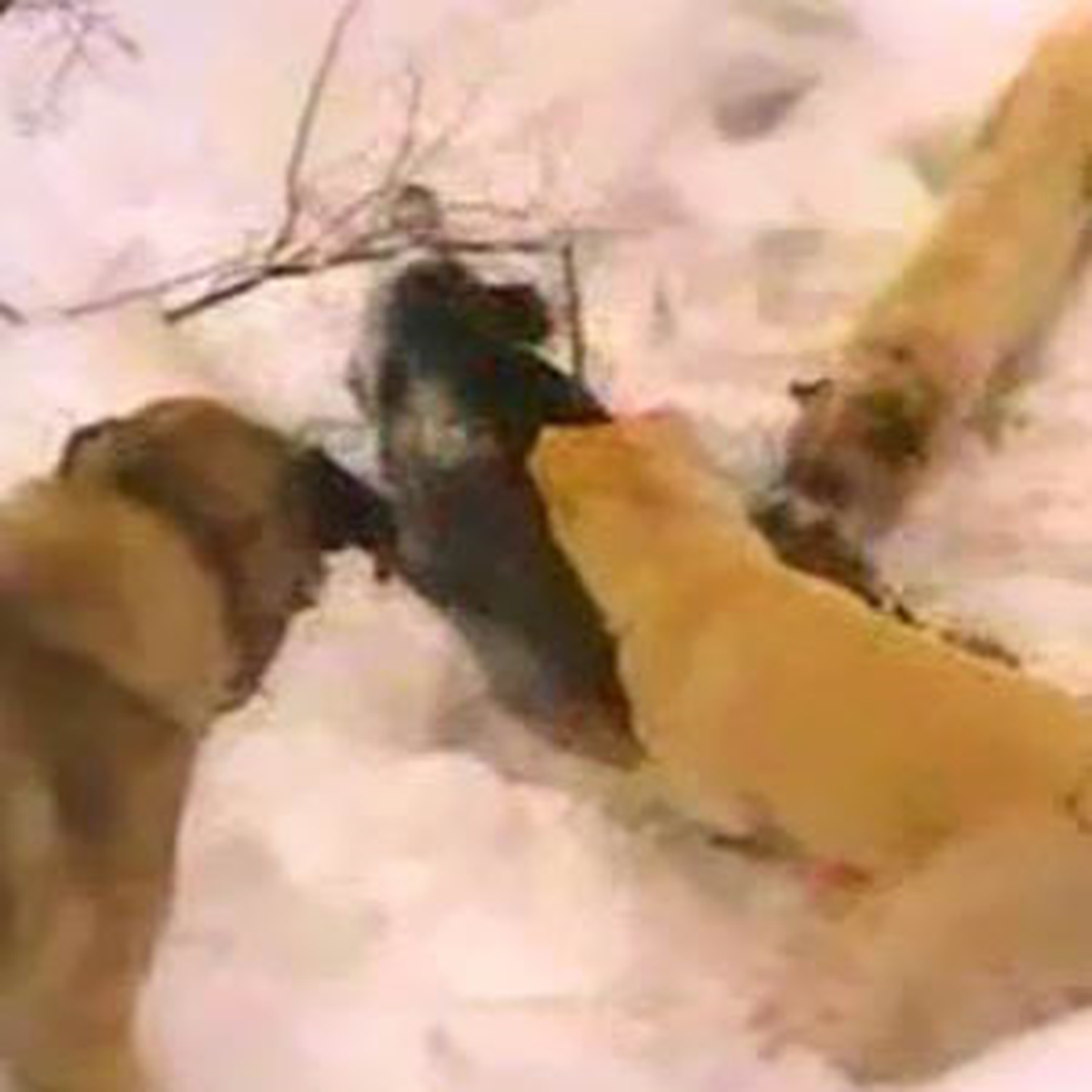 Ordu 4 Kangal Yaban Domuzunu Parçalayarak Öldürdü Avcılar Görüntü Çekti
