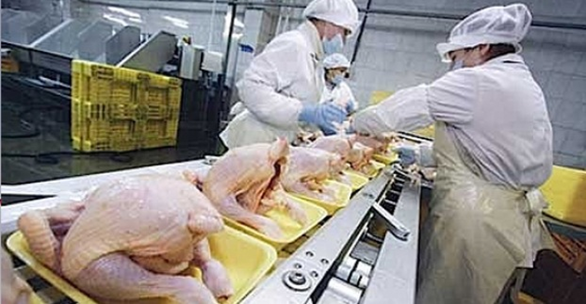 Tavuk Eti Üretimi 2012 Yılında 1.7 Milyon Tonu Aştı