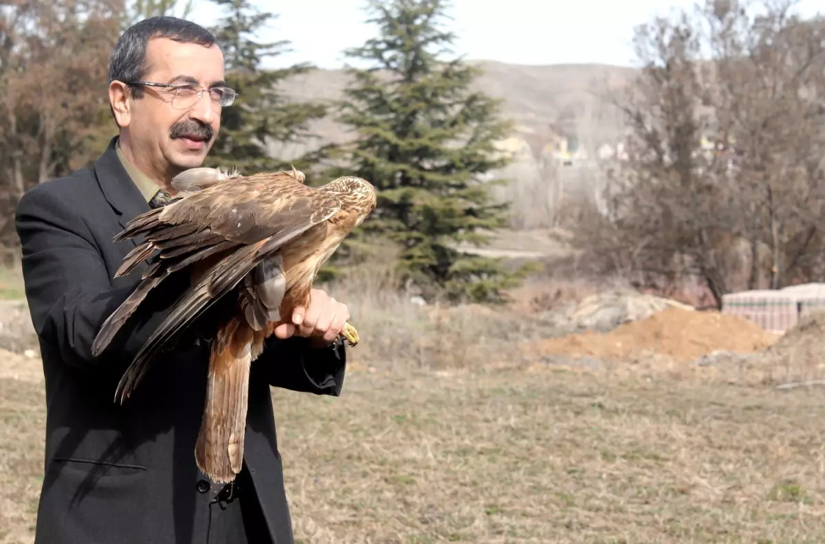 Yaralı Şahin Tedavi Edilip, Doğal Ortama Bırakıldı