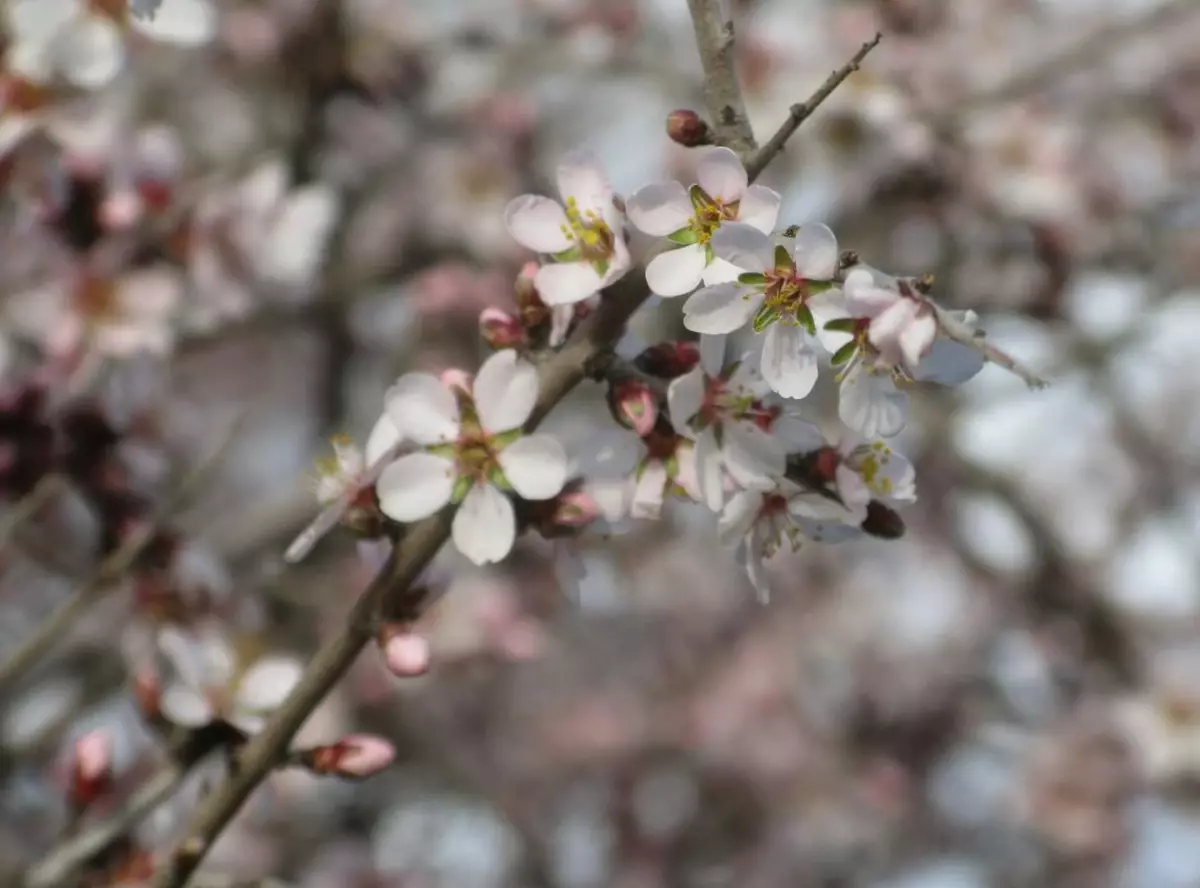 Gayda Köyünde Bahar Yaşanıyor