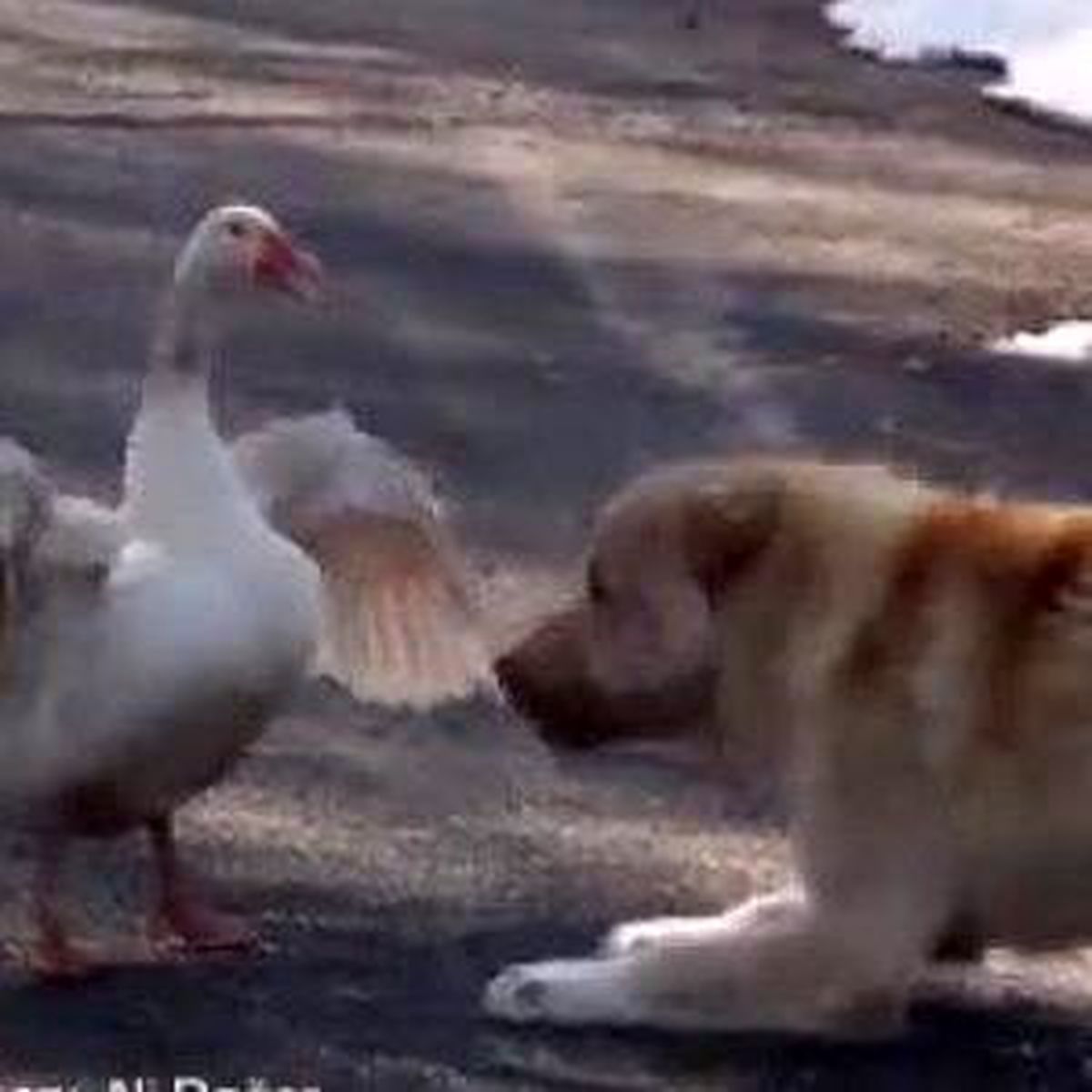 Kabadayı Kaz Köpeğe Kafa Tuttu