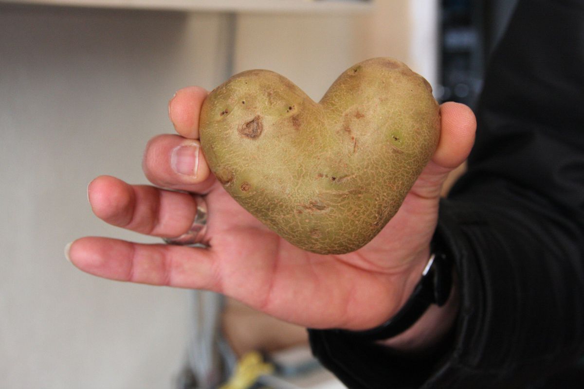 Kalp Şeklindeki Patates Şaşırttı