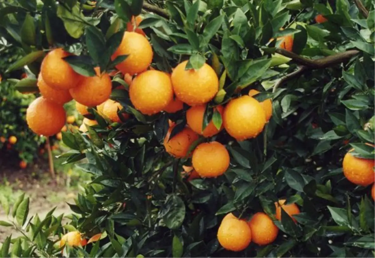 Portakal Üreticileri Fiyatın Düşük Olmasından Yakınıyor