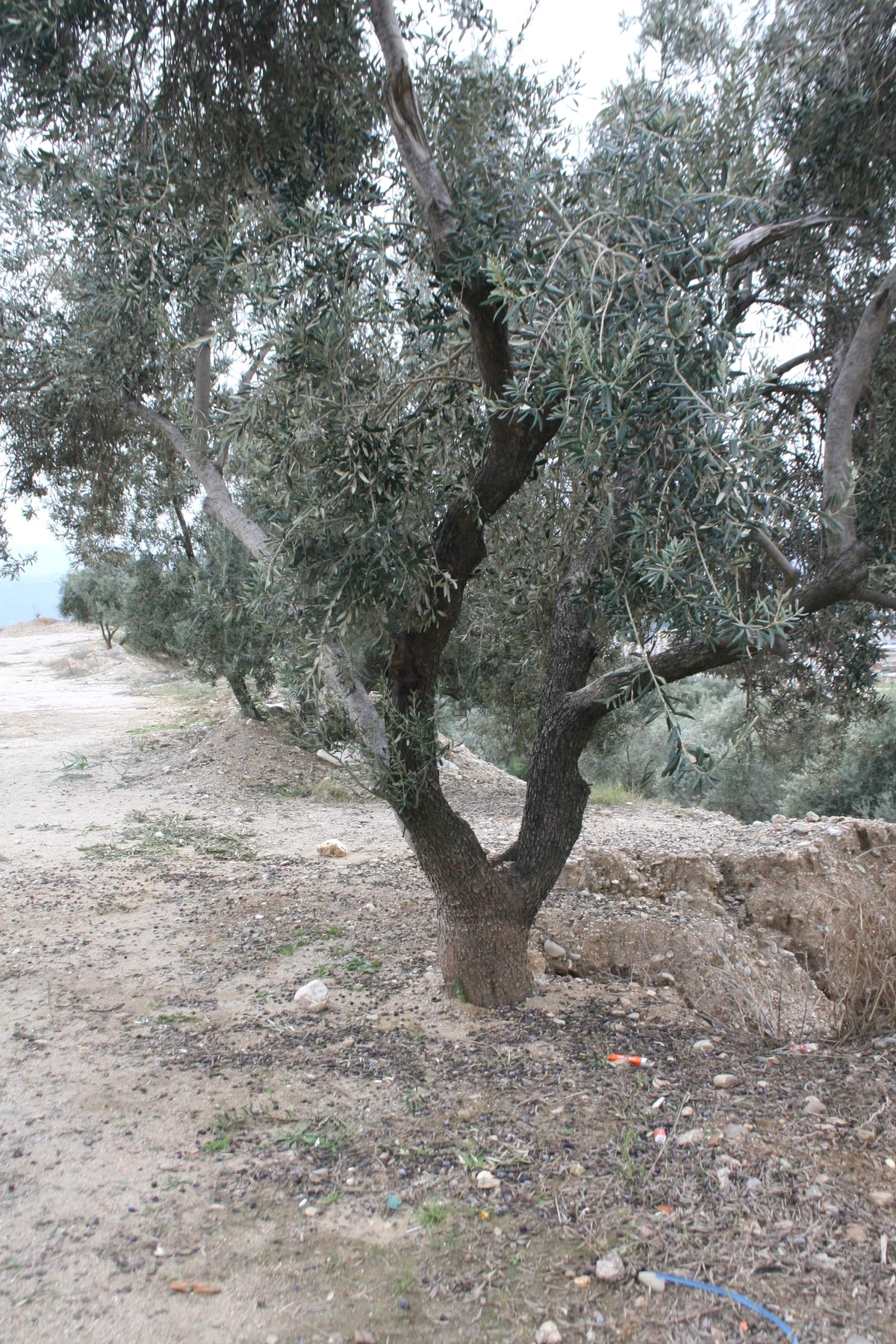 Yağ Fiyatları Artınca Zeytin Yeniden Kıymete Bindi