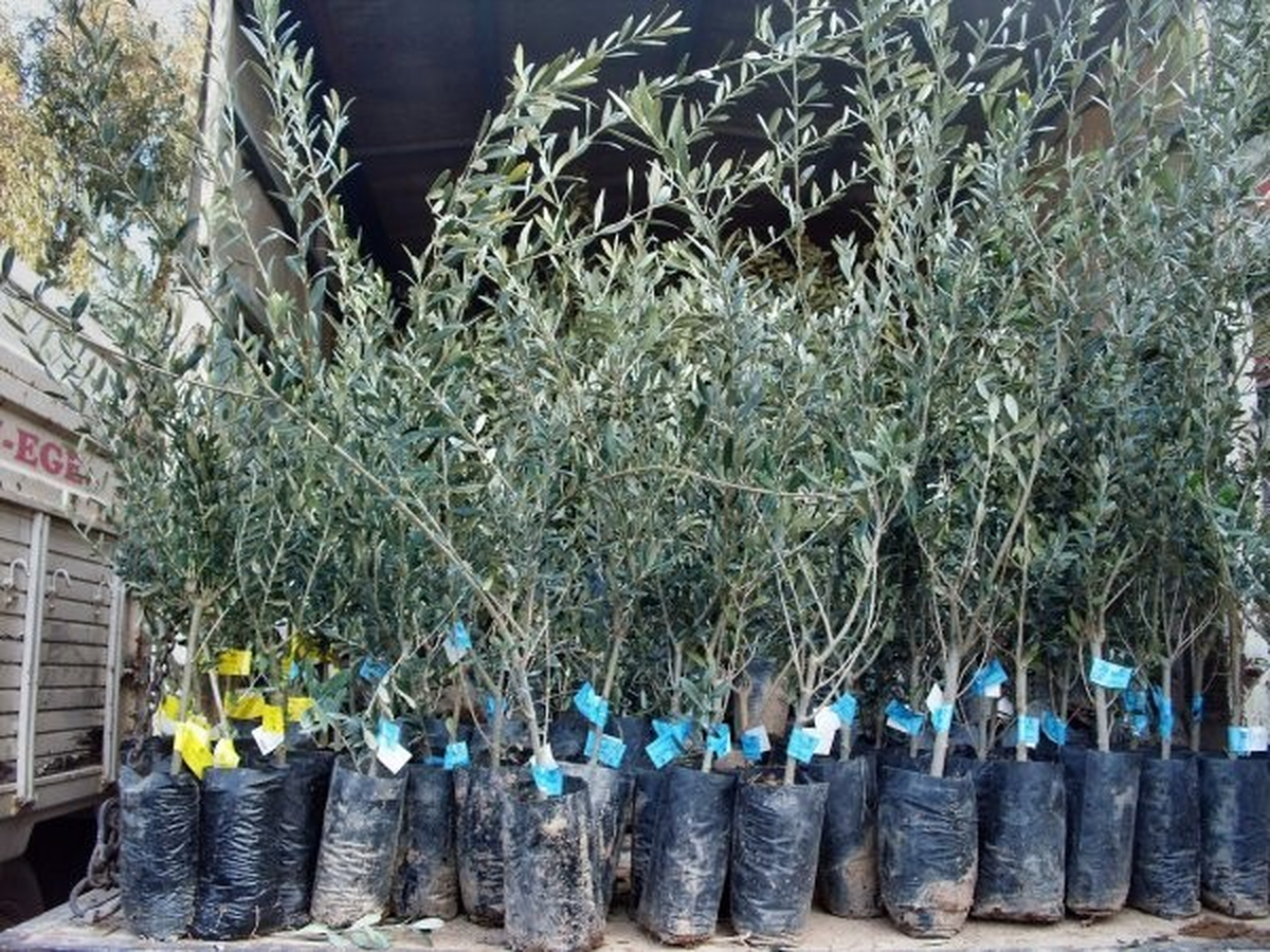 Aydın İl Genel Meclisinden Didim\'e Zeytin Ödeneği