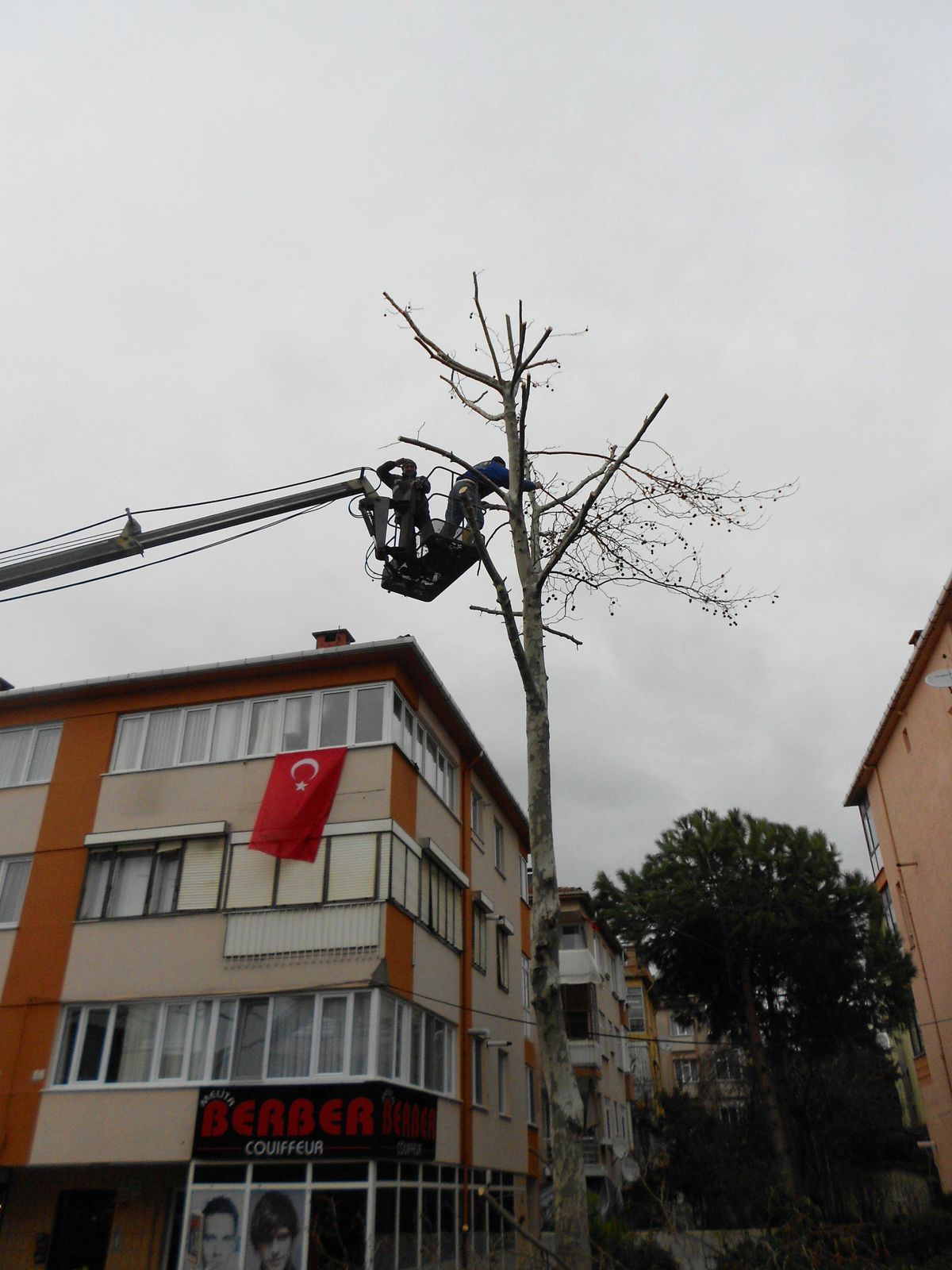 Büyükçekmece\'de Ağaçlar Budanmaya Başladı