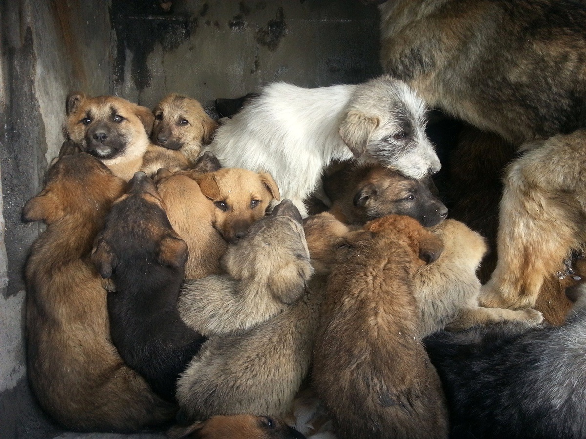 Erzincan Belediyesi Yavru Köpekleke Sahip Çıktı
