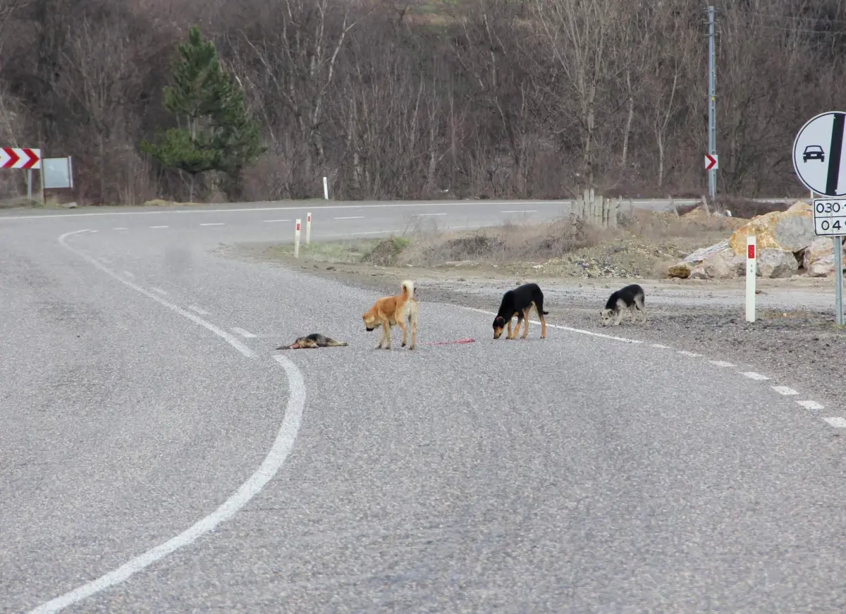 Hayatını Kaybeden Yavru Köpeğin Başından Ayrılmadılar