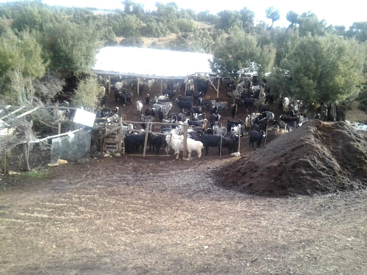 Hayvan Hırsızlığı Zanlısı Yakalandı