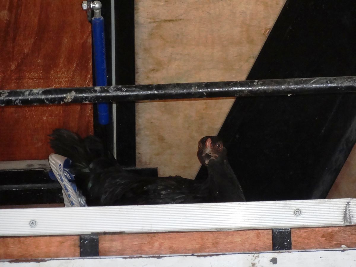 Şaşkın Tavuk Kamyoneti Kümesi Sanıyor