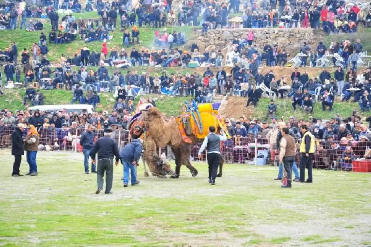 Bornova\'da Deve Güreşi Buluşması