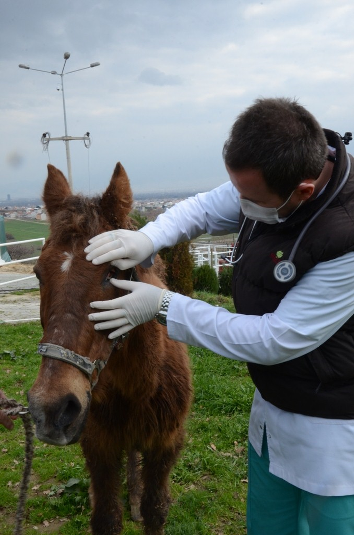 Çukura Düşen Yaralı Atı Belediye Kurtardı