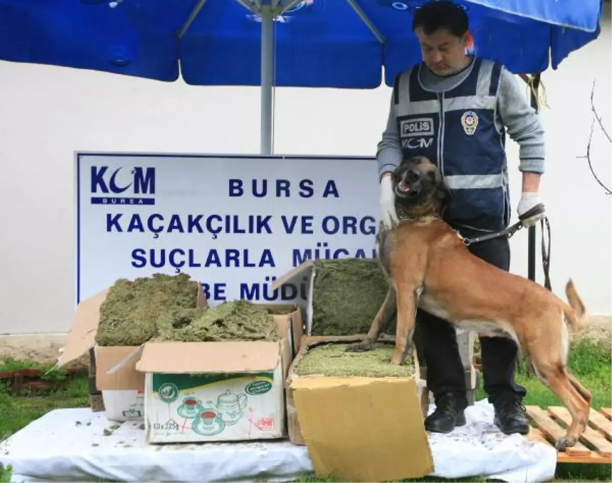 Bursa\'da 57 Kilogram Esrar Ele Geçirildi