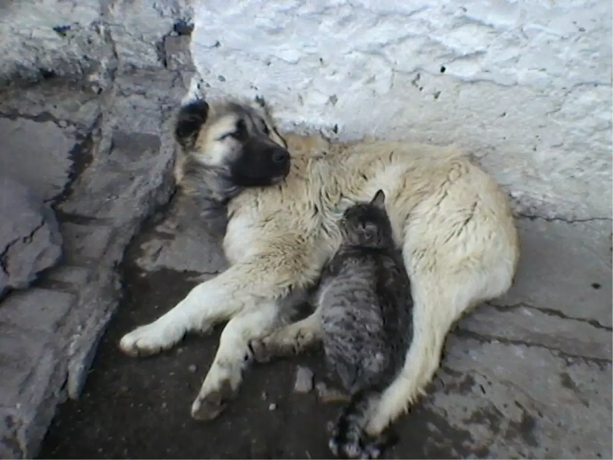 Kediye Köpek Şefkati