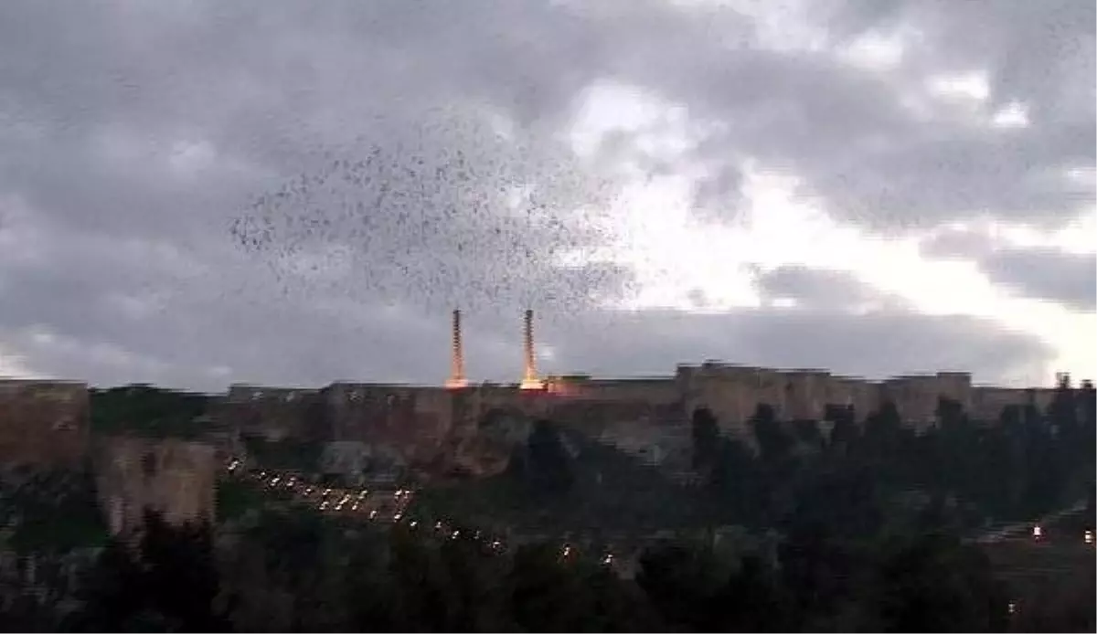 Şanlıurfa\'da Sığırcıkların Dansı