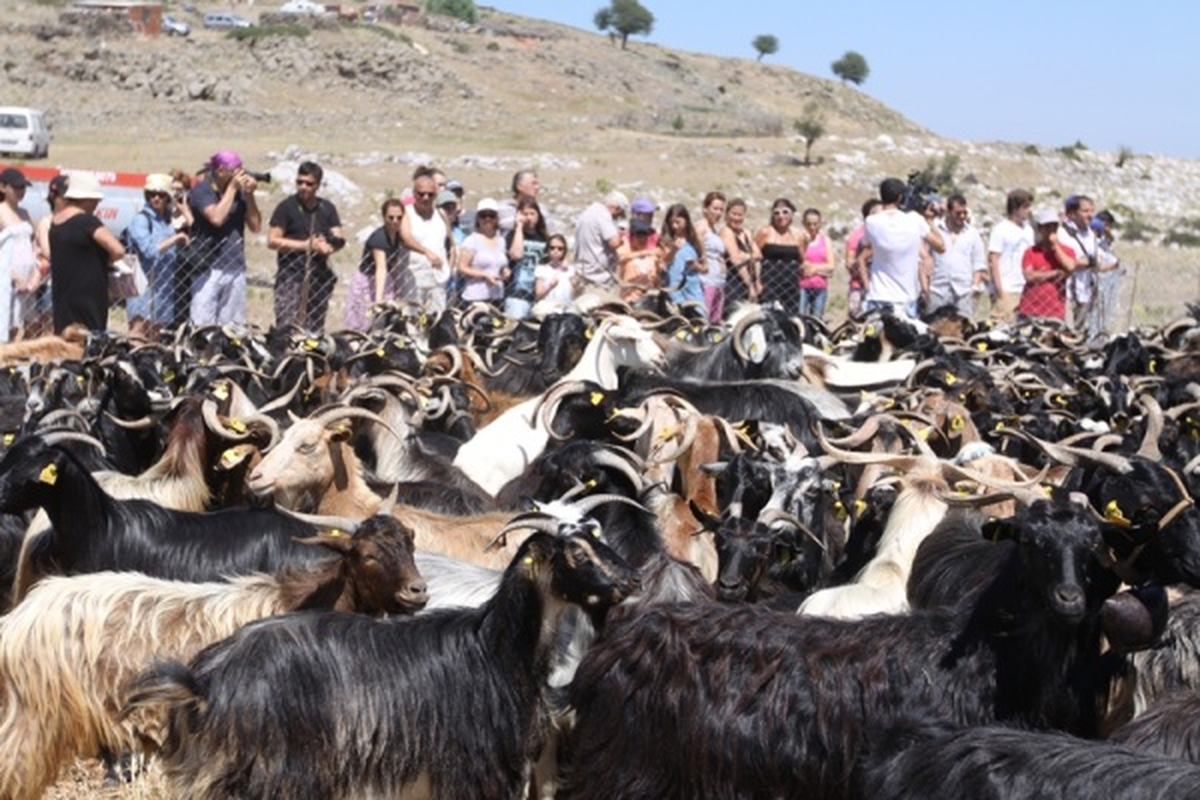 Türer "Kıl Keçisine" de Teşvik İstedi