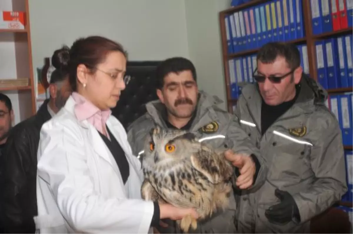 \'Uğursuz\' Diye Vurulan Baykuş Tedavi Altına Alındı