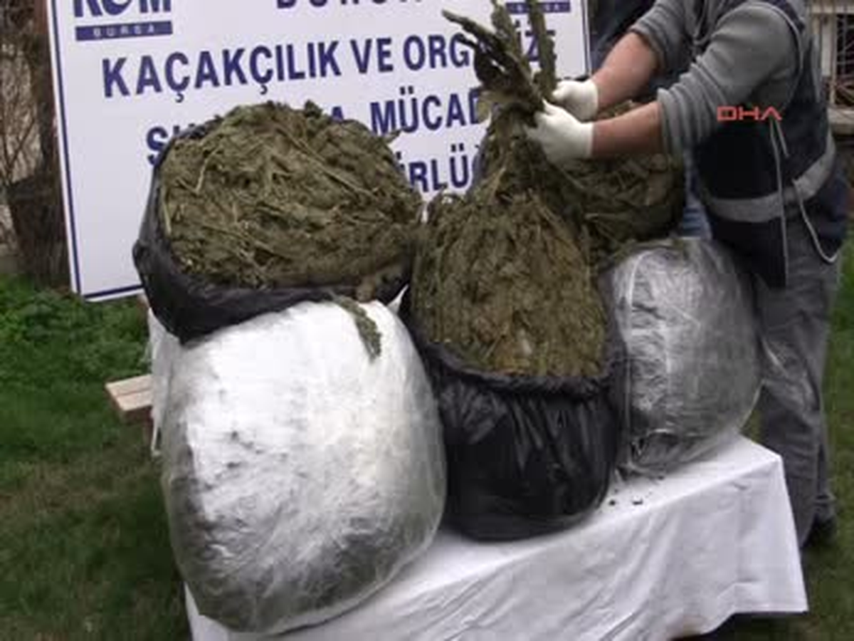 Bursa Koyunlu Uyuşturucu Sevkiyatı Polise Takıldı Koyunlu Uyuşturucu Sevkiyatı Polise Takıldı