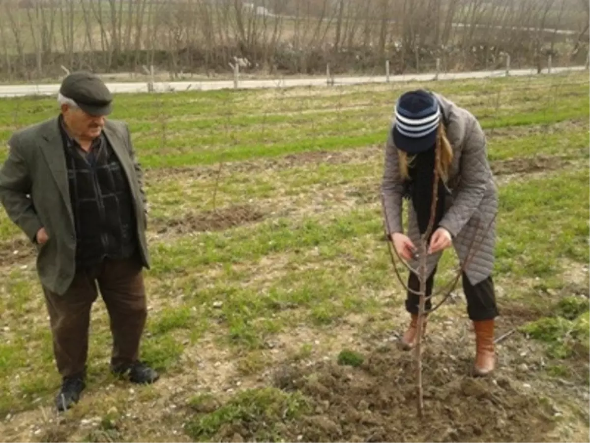 Çiftçilere, Meyve Ağacı Budama Teknikleri Gösterildi